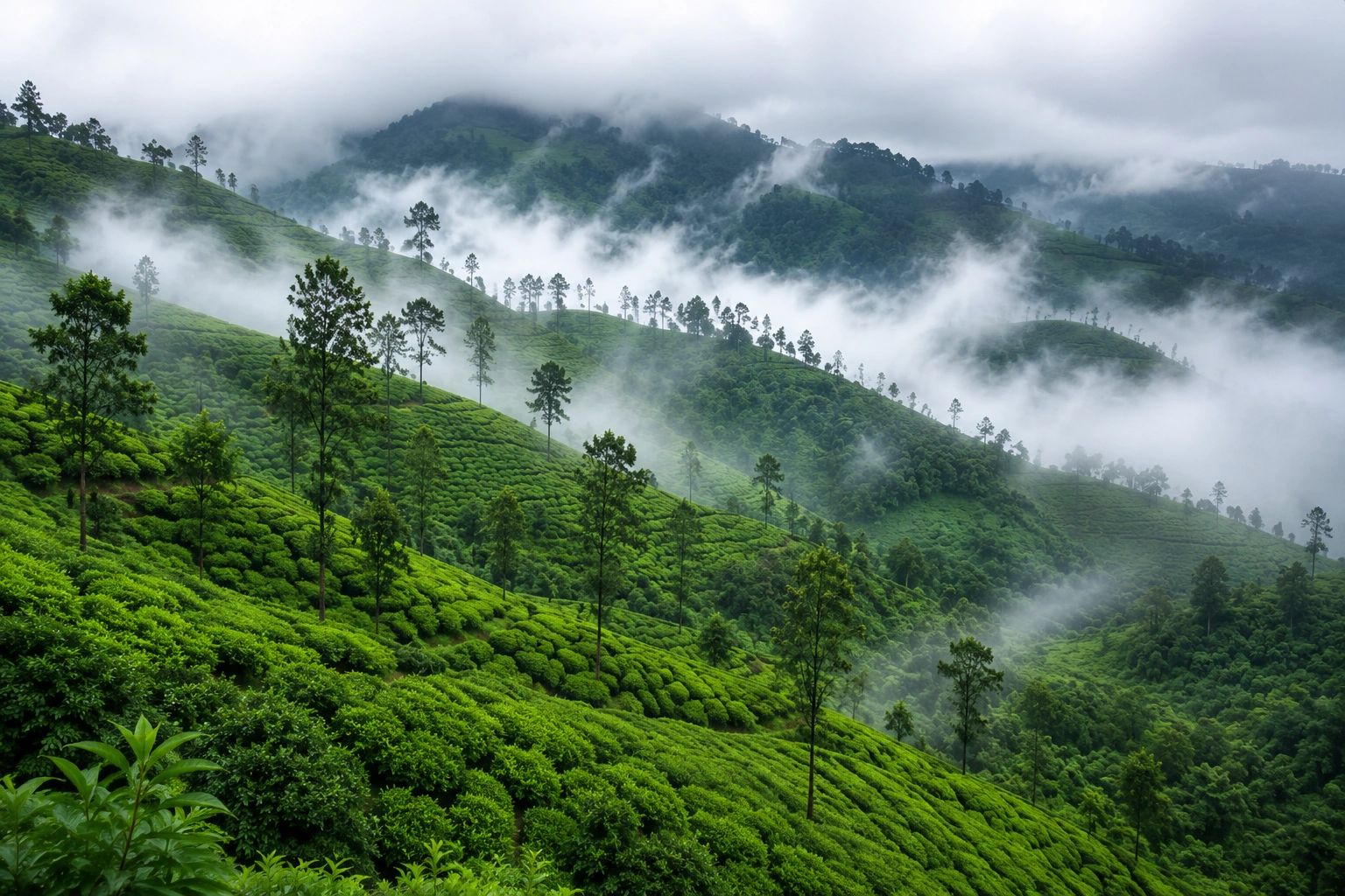 Munnar Tea Gardens