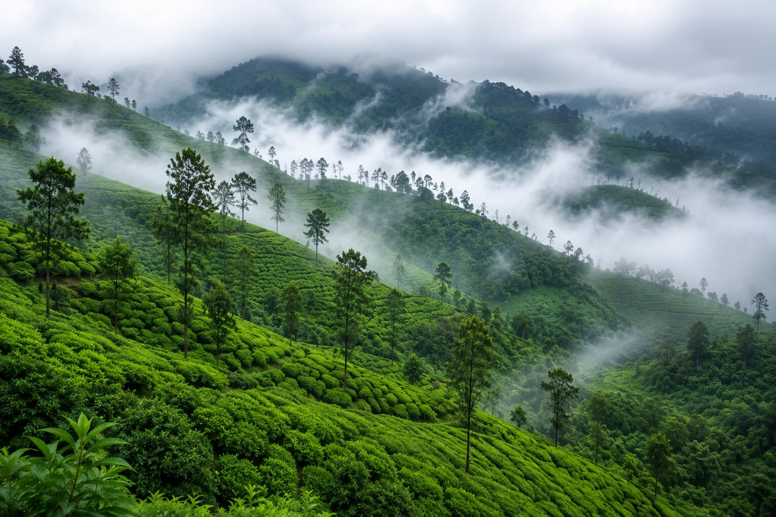 Munnar Tea Gardens